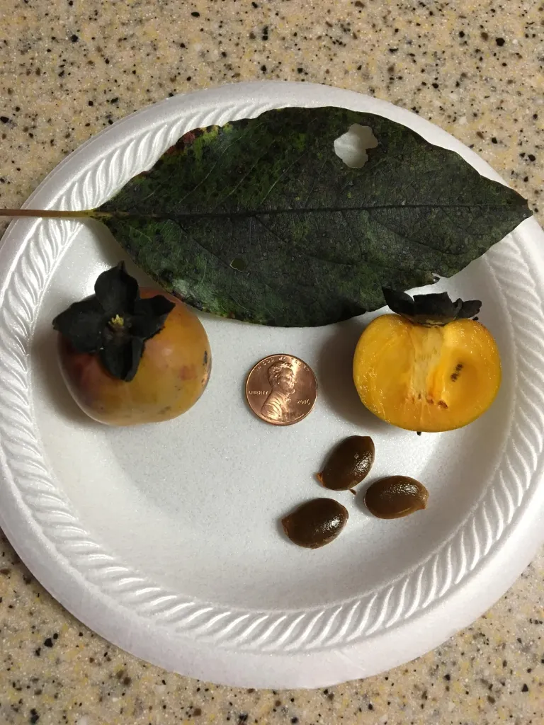 Fruct de Kaki (Persimmon) copt